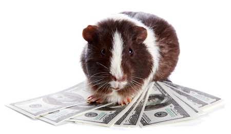 Brown-white curious guinea pig and dollars on a white backgroundの写真素材