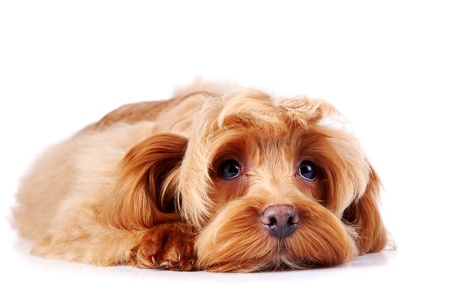 Decorative dog  Puppy of the Petersburg orchid on a white backgroundの写真素材