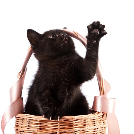 Black kitten in a wattled basket with a ribbon on a white backgroundの写真素材