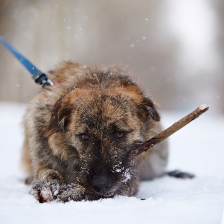 The shaggy mongrel gnaws a stick. Dog on snow.の写真素材