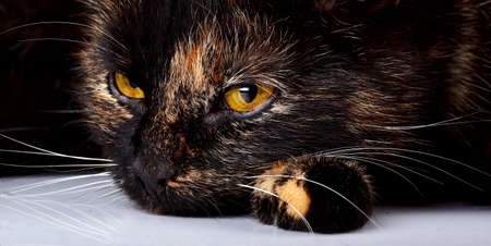 Beautiful yellow eyes of a lying cat. Sad cat.の写真素材