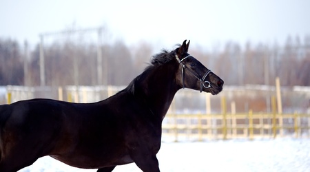 Portrait of a horse. Sports horse. Thoroughbred stallion. Muzzle of a horse. Saddle horse.の写真素材