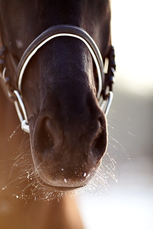 Nose of a horseの写真素材