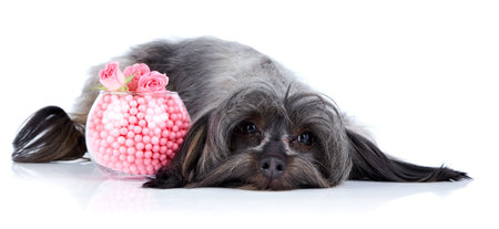 Small dog. Decorative thoroughbred dog. Puppy of the Petersburg orchid. Shaggy dog. The dog lies....