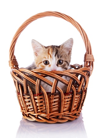 Kitten in a wattled basket. Multi-colored small kitten. Kitten on a white background. Small predator. Small cat.の写真素材
