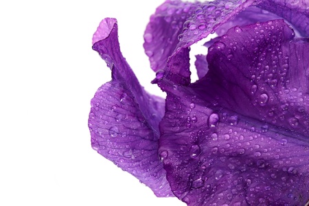 Violet flower. Iris flower. Violet iris. Petals of a violet flower of an iris. Flower in dew drops. Flower petals in dew drops.の写真素材