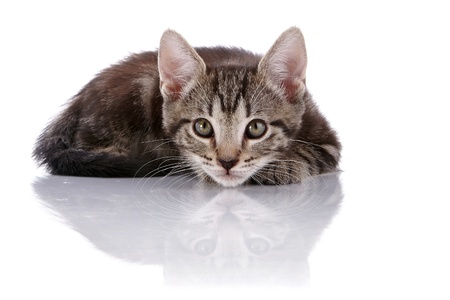 Striped not purebred kitten. Kitten on a white background. Small predator. Small cat.の写真素材