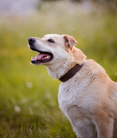 Beige dog. Dog on a grass. Not purebred dog. Doggie on walk. The beige large not purebred mongrel.の写真素材