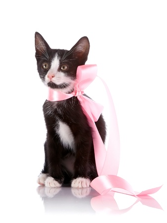 Black and white kitten. Curious kitten. Kitten on a white background. Small predator.の写真素材