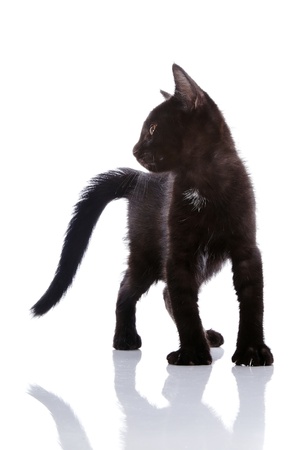 Black small kitten. Kitten on a white background. Small predator.の写真素材