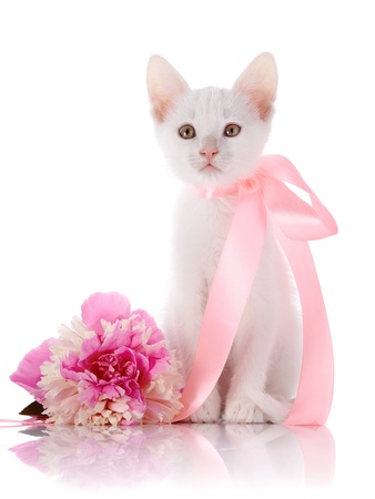 White kitten with a pink tape. White kitten and pink flower. Kitten on a white background. Small predator. Small cat.の写真素材