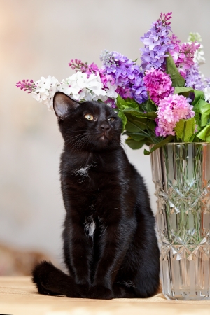 The black cat sits near a vase with the flowers  Black kitten  Black cat  Small predator の写真素材