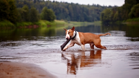 English bull terrier. Thoroughbred dog. Canine friend. Red dog. The bull terrier plays with a stick in the riverの写真素材