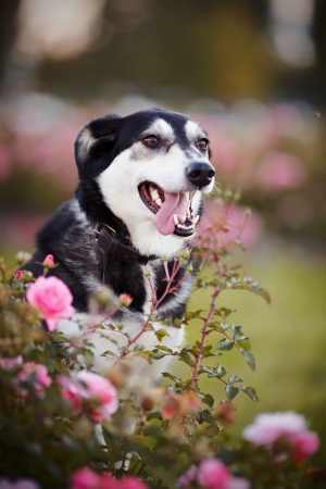 Portrait of a dog in roses. の写真素材
