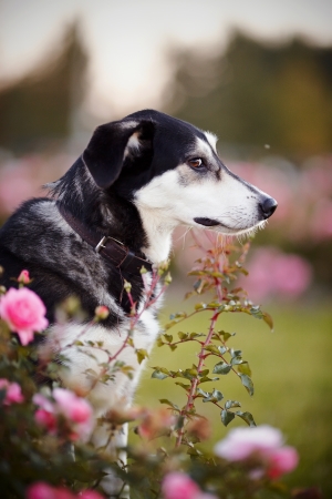 Portrait of a dog in roses. Not purebred dog. Doggie on walk. The large not purebred mongrel.の写真素材