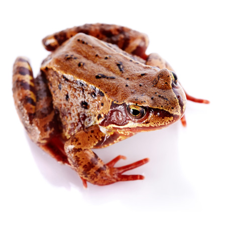 Common frog. Wet frog. Amphibian. Brown frog.の写真素材