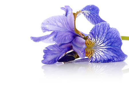 Iris flower  Blue iris  Petals of a  flower of an iris  Flower in dew drops  Flower petals in dew drops の写真素材