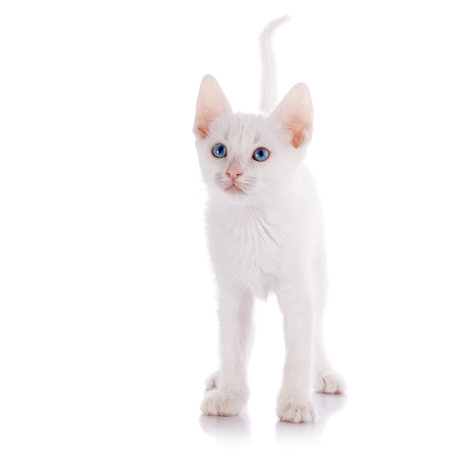 White kitten with blue eyes. の写真素材