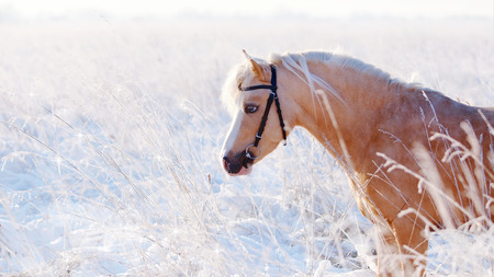 Portrait of a beige pony in the field in the winter. Beige little horse. Stallion on walk.の写真素材