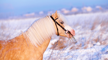 Portrait of a beige pony in the field in the winter. Beige little horse. Stallion on walk.の写真素材