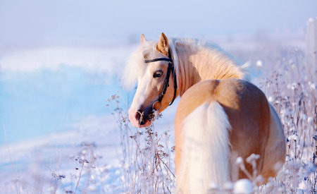 Portrait of a beige pony in the field in the winter. Beige little horse. Stallion on walk.の写真素材