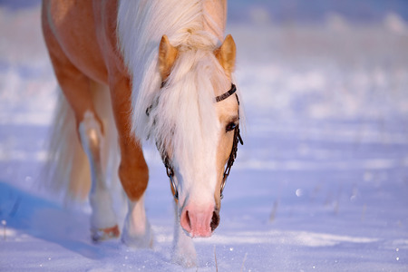 Portrait of a beige pony in the field in the winter. Beige little horse. Stallion on walk.の写真素材