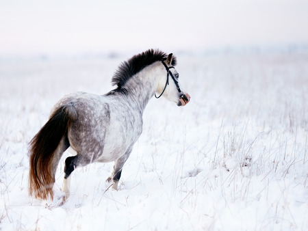 Gray pony in the field in the winter. The mare walks in the winter. Gray little horse. Stallion on walk.の写真素材