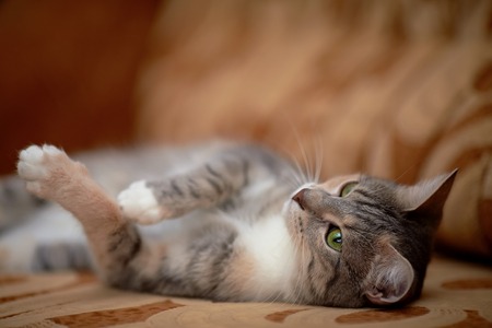 The gray cat with green eyes lies on a sofa. Gray cat with green eyes. Gray cat. Striped not purebred kitten. Small predator. Small cat.の写真素材