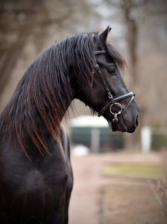 Black stallion. Portrait of a sports black horse. Thoroughbred horse. Beautiful horse. Sports horse.