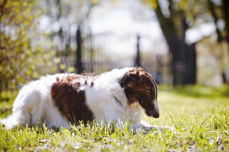 Hunting dog Borzoi. の写真素材