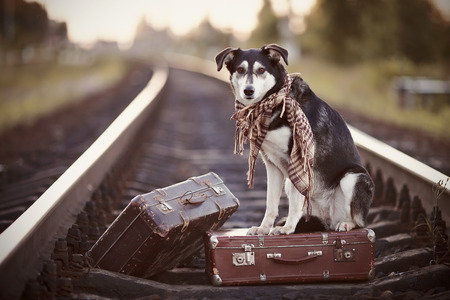 Dog on rails with suitcases. The dog looks for the house. The dog waits for the owner. The lost dog.の写真素材