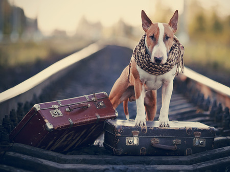 The bull terrier looks for the house. The dog waits for the owner. The lost dog. Bull terrier on the road. Dog on rails. Dog with suitcases. Trampの写真素材
