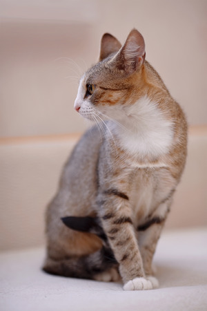 Multi-colored cat with yellow eyes. Striped not purebred kitten. Small predator. Small cat.の写真素材