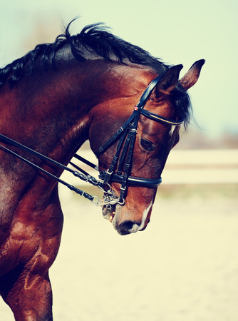 Brown stallion. Portrait of a sports brown horse. Riding on a horse. Thoroughbred horse. Beautiful horse.の写真素材