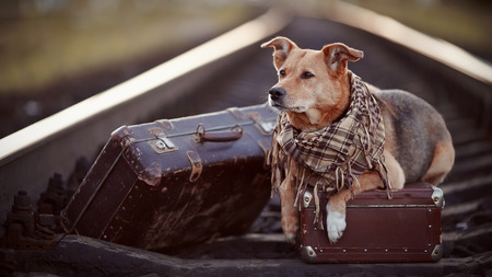 Dog on rails with suitcases. The dog looks for the house. The dog waits for the owner. The lost dog. Mongrel on the road. Dog on rails. Dog with suitcases. Not purebred dog on the road. Traveler. Vagrant dog. Tramp.の写真素材