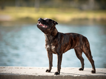 Staffordshire bull terrier. Active dog. Doggie on walk.の写真素材