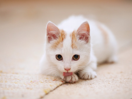 Small kitten. White with red the kitten licks a paw. White with red a kitten. Small predator. Small cat.の写真素材