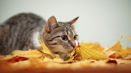 Striped with white a cat and autumn leaves. Striped not purebred kitten. Small predator. Small cat.の写真素材