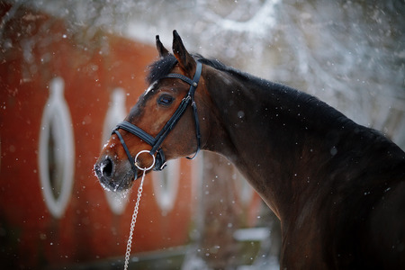 Portrait of a sports stallion. Thoroughbred horse. Beautiful horse.の写真素材