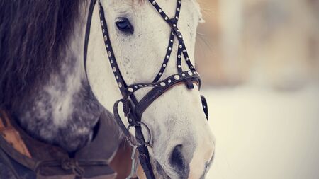 Muzzle of a white horse in a harness. Stallion. Portrait of a horse. Thoroughbred horse. Beautiful horse.の写真素材