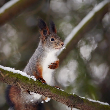 Squirrel on a tree branch. Wild small animal. Fluffy squirrel. Wild rodent.の写真素材