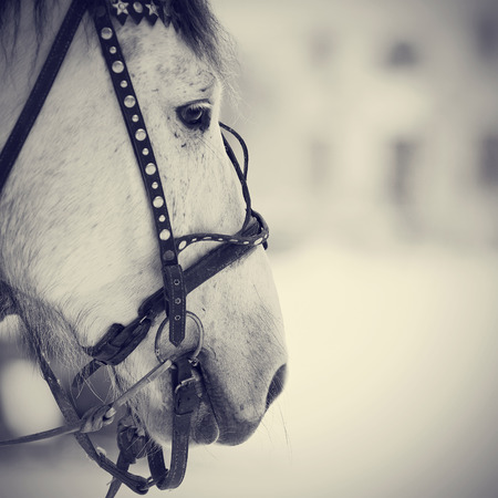 Muzzle of a white horse in a harness. Stallion. Portrait of a horse. Thoroughbred horse. Beautiful horse.の写真素材