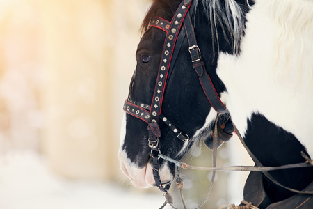 Muzzle of a horse in a harness. Stallion. Portrait of a horse. Thoroughbred horse. Beautiful horse.の写真素材