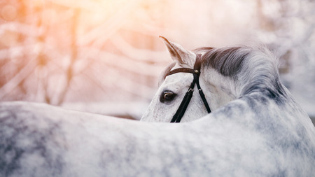Portrait of a gray sports horse in the winter at sunset. Portrait of a sports stallion. Thoroughbred horse. Beautiful horse.の写真素材
