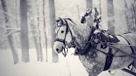 White horse in a harness. Stallion. Portrait of a horse. Thoroughbred horse. Beautiful horse.の写真素材