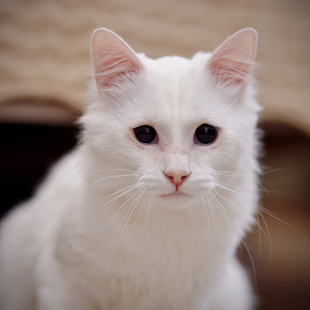 Portrait of a white fluffy domestic young cat.の写真素材