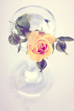 Yellow rose with buds in a glass glass. Yellow flowers. Bouquet of roses.の写真素材