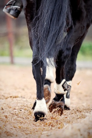 Hind legs of a black horse with the rider.の写真素材