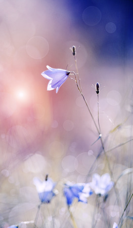 Abstract background with of wild flowers - blue Harebells (Campanulas).の写真素材