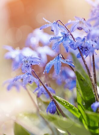 Blue snowdrop blossoming at the beginning of spring - a Scilla Sibericaの写真素材